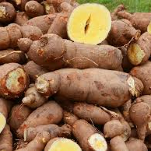 Cassava Farmers