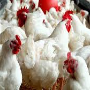 Organic Poultry Farmers Network