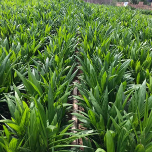 Invest in palm plantation and save a future.
